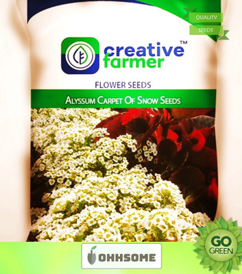 OhhSome Alyssum Carpet Of Snow Seeds Seeds For Home Garden-50 Seeds Seed(50 per packet)