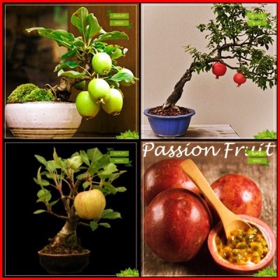 OhhSome Air Purifying Plants Combo Bonsai Suitable : Psidium Guava, Pomagranate, Apple, Passion Fruit - Violet Fruit Bonsai SuitableTerrace Gardening Seed(20 per packet)