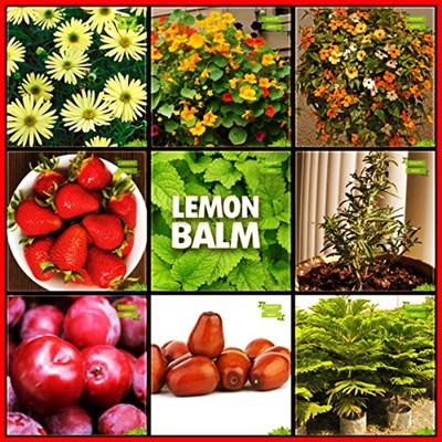 OhhSome Fruit Seeds Combo Combo Herb Seeds & Flower Seeds : Metrecaria-Gold Star, Nemesia-Mix, Nasturtium Mix, Indian Plum, Zyzyphus Jujuba, Colonial Pine, Rosemary, Lemon Balm, Alpine Strawberry Terrace Gardening Seed(10 per packet)