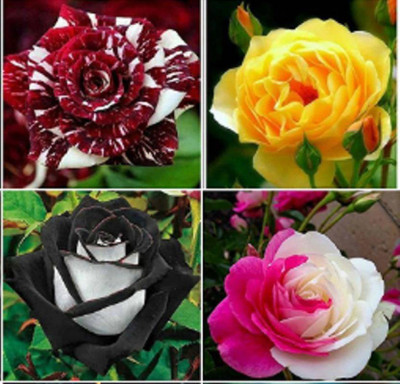 VS GLOBAL imported 4 different rose flower plant seeds 100 Seed(40 per packet)