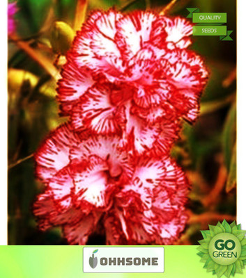 OhhSome Flower Seeds Dianthus Raspberry Ripple Flower Seeds For Home Garden-100 Seeds Seed(20 per packet)