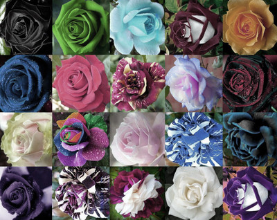 Futaba 20 Different Varieties of Rose Flower Seeds-20X50 PCS Seed(1000 per packet)