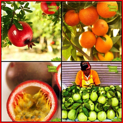 OhhSome Seeds Packet Combo Fruit : Pomagranate, Orange, Passion Fruit - Violet, Giant Guava Tree Seeds Fruit Seeds For Home Garden Seed(10 per packet)