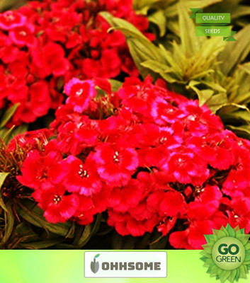 OhhSome Flower Seed Dianthus Barbarini Red Flower Seeds For Home Garden-100 Seeds Seed(20 per packet)