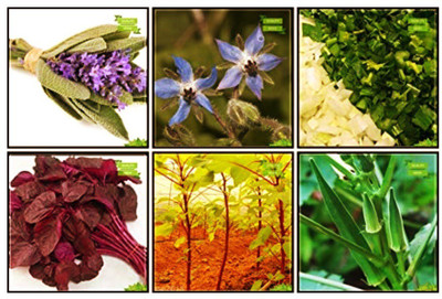 OhhSome Seeds Combo Herb Seeds & Vegetable Seeds : Amaranthus(Red), Amaranthus(Green), Ashgourd, Parsley Gigante 'D Italia, Borage, Celery For Cutting Gewone Snij For Gardening Seed(10 per packet)