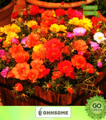 OhhSome Portulaca F2 Hybrid Kariba Extra Double Mix Flower Seeds Seed(10 per packet)