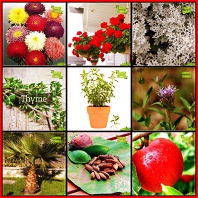 OhhSome Garden Seeds Combo Herb Seeds & Flower Seeds : Aster Pomponent, Begonia, Cineraria-Silver Dust, Fountain Palm, Indian Badam, Apple, Penny Royal, Terragon, Thyme English Winter For Gardening Seed(10 per packet)