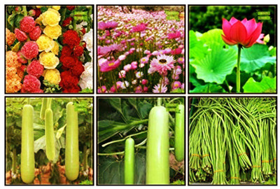 OhhSome Best flowering plant combo 10 Seed(10 per packet)