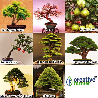 OhhSome Bonsai Suitable Seeds For Indoor And Outdoor Combo Pack By Seed(10 per packet)