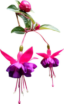 Futaba Lantern Winter Cherry Flower Seeds-100PCS Seed(100 per packet)