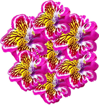 Futaba Dwarf Butterfly Flower Seeds-Pink And Yellow-40PCS Seed(40 per packet)