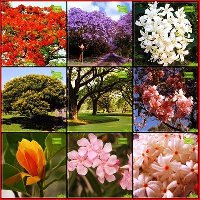 OhhSome Garden Seeds Combo Flower Tree & Tree Seeds : Jacaranda Mimosafolia, Gulmohar, Kamini Seeds, Copperpod, Monkey Pod, Prunus Puddum, Michelia Champaca, Nerium Oleander, Parijat Fruit Seeds For Home Garden Seed