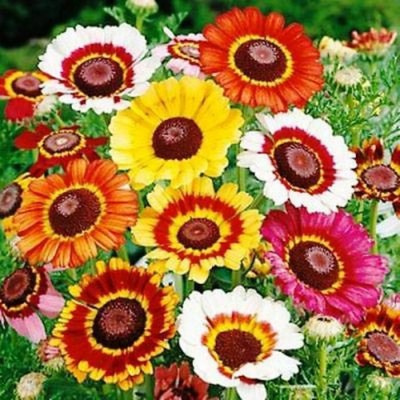 FLORICULTURE GREENS Seeds Plants Garden Venidium Flower Mix Colours Seeds F1 Hybrid Seeds Pack Seed(70 per packet)