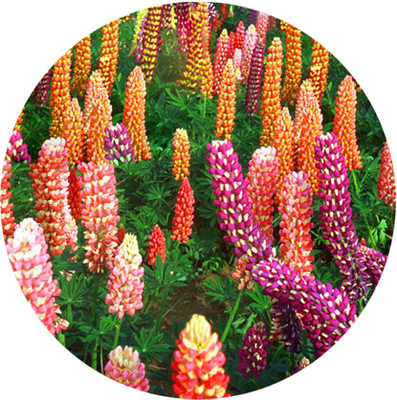 Futaba Lupinus polyphyllus Flower Seeds-100PCS Seed(100 per packet)