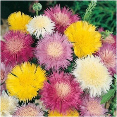 FLORICULTURE GREENS Seeds Plants Garden Sweet Sultan Flower Mix Colours Seeds F1 Hybrid Seeds Pack Seed(70 per packet)