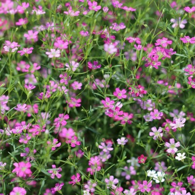 FLORICULTURE GREENS Seeds Plants Garden Gypsophila Flower Mix Colours Seeds F1 Hybrid Seeds Pack Seed(60 per packet)