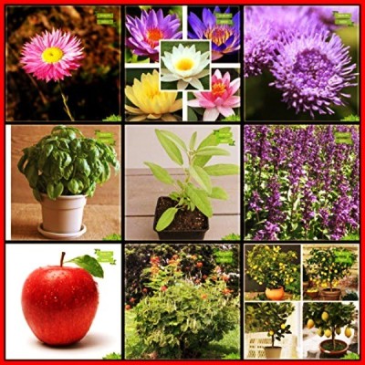 OhhSome Seeds India Combo Herb Seeds & Flower Seeds : Acroclinum Double, Lotus, Ageratum Balls, Apple, Sappan Wood, Lemon Seeds, Parsley Gigante 'D Italia, Sage Broad Leaved, Basil Green Terrace Gardening Seed(10 per packet)