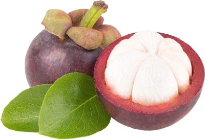 Futaba Garcinia Mangostana Seeds-10PCS Seed(10 per packet)