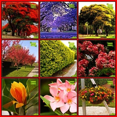 OhhSome High Germination Combo Tree Seeds : Blue Jacaranda, Gulmohar, Peltophorum, Himalayan Cherry, Michelia Champaca, Pigeon Berry, Apple Blossom, Nerium Oleander, Lantana Camara Fruit Seeds For Home Garden Seed(10 per packet)