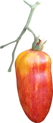 Futaba Speckled Roman Tomato Vegetable Seeds-100PCS Seed(100 per packet)