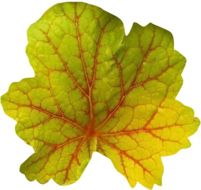 Futaba Coleus Blumei Plant Seeds-Yellow-50PCS Seed(50 per packet)