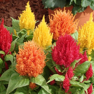 FLORICULTURE GREENS Seeds Plants Garden Celosia Flower Mix Colours Seeds F1 Hybrid Seeds Pack Seed(60 per packet)