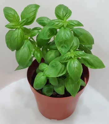 FLORICULTURE GREENS Seeds Plants Garden Sweet Basil Organic Herb F1 Hybrid Seeds Pack Seed(100 per packet)