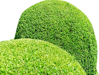 Futaba Exotic Juniper Balls Seeds-5PCs Seed(5 per packet)