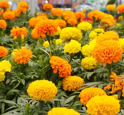 FLORICULTURE GREENS Seeds Plants Garden Marigold Genda Flower Mix Colours Seeds F1 Hybrid Seeds Pack Seed(80 per packet)