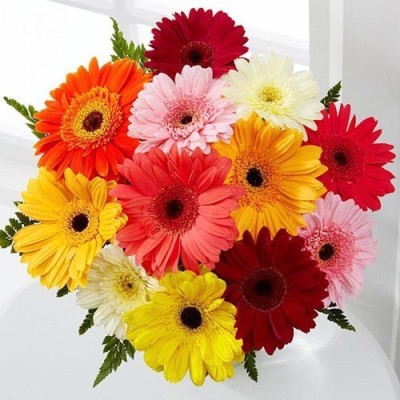 FLORICULTURE GREENS Seeds Plants Garden Gerbera Flower Mix Colours Seeds F1 Hybrid Seeds Pack Seed(80 per packet)