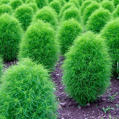 XOLDA Kochia Seed(19 per packet)