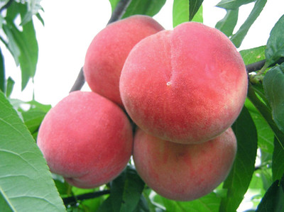 Futaba Wang Peach Cherry Fruit Seeds-6PCS Seed(6 per packet)