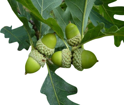 Redoak Oak Tree Plant Seeds-10Pcs Seed(10 per packet)