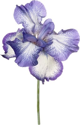 Futaba Iris Flower Seeds-White and Blue-50PCS Seed(50 per packet)