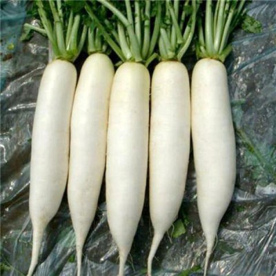 FLORICULTURE GREENS Seeds Plants Garden Radish White Long Organic vegetable F1 Hybrid Seeds Pack Seed(100 per packet)