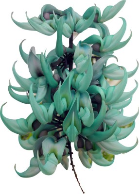 Futaba Jade Vine Flower Seeds-Aqua-5Pcs Seed(5 per packet)