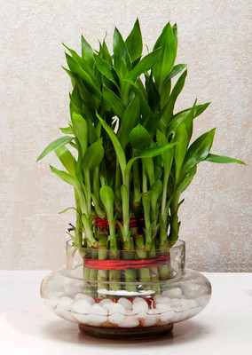 AGAMI Three Layer Bamboo Plant(Pack of 1)