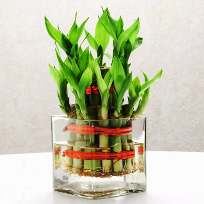 AGAMI Two Layer Bamboo Plant(Pack of 1)