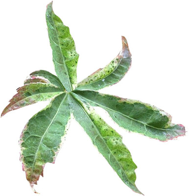 Futaba Japanese Butterfly Maple Seeds-20PCS Seed(20 per packet)