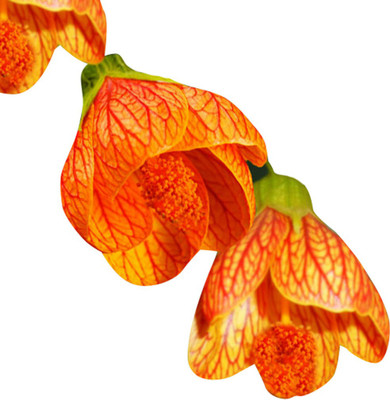 Futaba Lantern Begonia Flower Seeds-Orange-20Pcs Seed(20 per packet)