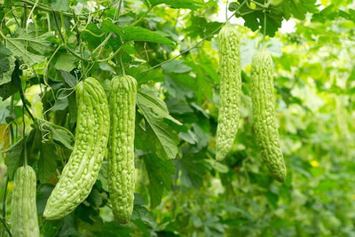 XOLDA Bittle gourd Seed(41 per packet)