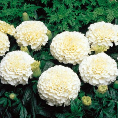 VS GLOBAL AFRICAN WHITE MARIGOLD (50 PER POCKET) Seed(50 per packet)