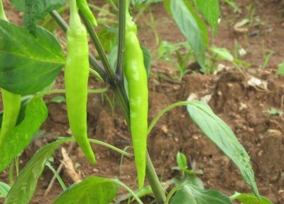 FLORICULTURE GREENS Seeds Plants Garden Sweet Chili Sensation Organic vegetable F1 Hybrid Seeds Pack Seed Seed(90 per packet)