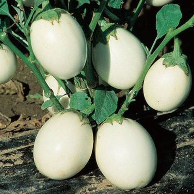 FLORICULTURE GREENS Seeds Plants Garden Brinjal White Small (Chu Chu Brinjal) Organic vegetable F1 Hybrid Seeds Pack Seed Seed(90 per packet)