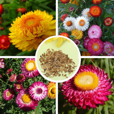 R-DRoz Helichrysum Flower Seeds (Strawflower) - Pack of 100 Premium Seeds Seed(100 per packet)