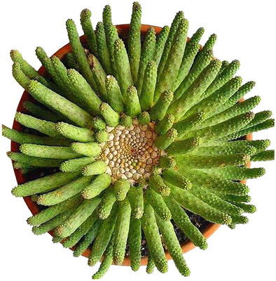 Nema Rare Echinopsis Tubiflora Cactus Seeds - 100 Pcs Seed(100 per packet)