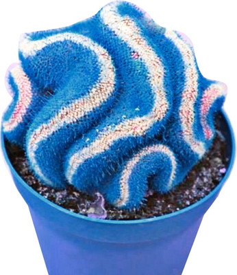 Nema Japanese Fairy Succulents Cactus Seeds - Blue - 10Pcs Seed(10 per packet)