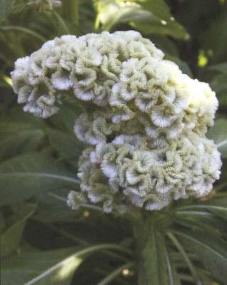 Nema Celosia Cristata Perennial Flower Seeds - 100 Pcs - White Seed(100 per packet)