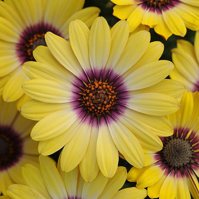 Nema Osteospermum Flower Seeds - Yellow - 100 Pcs Seed(100 per packet)