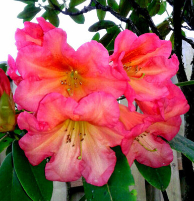 Nema Rhododendron Azalea Flower Seeds - Orange - 50 Pcs Seed(50 per packet)